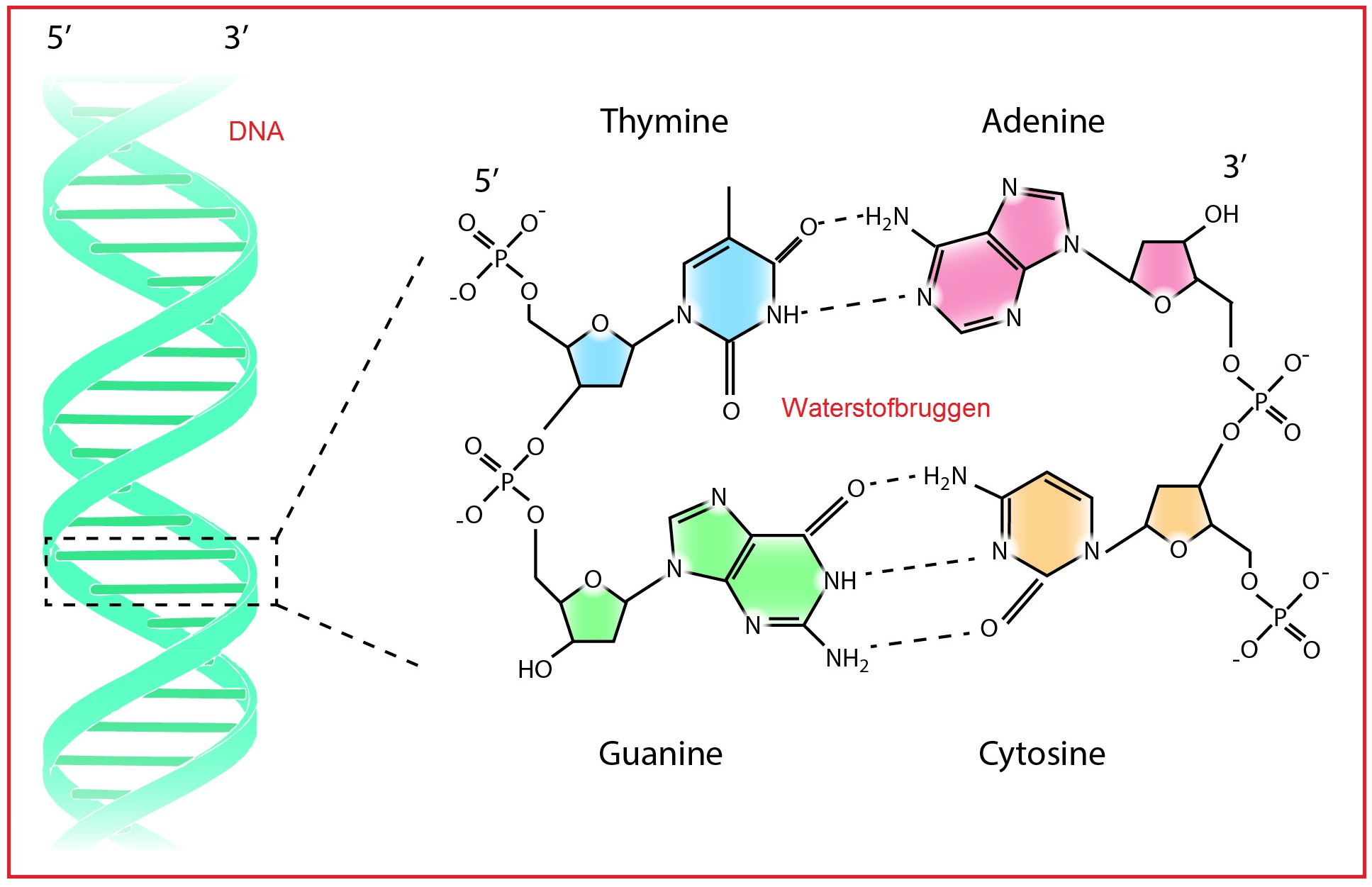 Днк в соединении с белком. Аденин Тимин гуанин. Структура гуанин Тимин аденин. Аминокислоты аденин гуанин Тимин цитозин. Гуанин цитозин аденин Тимин строение.