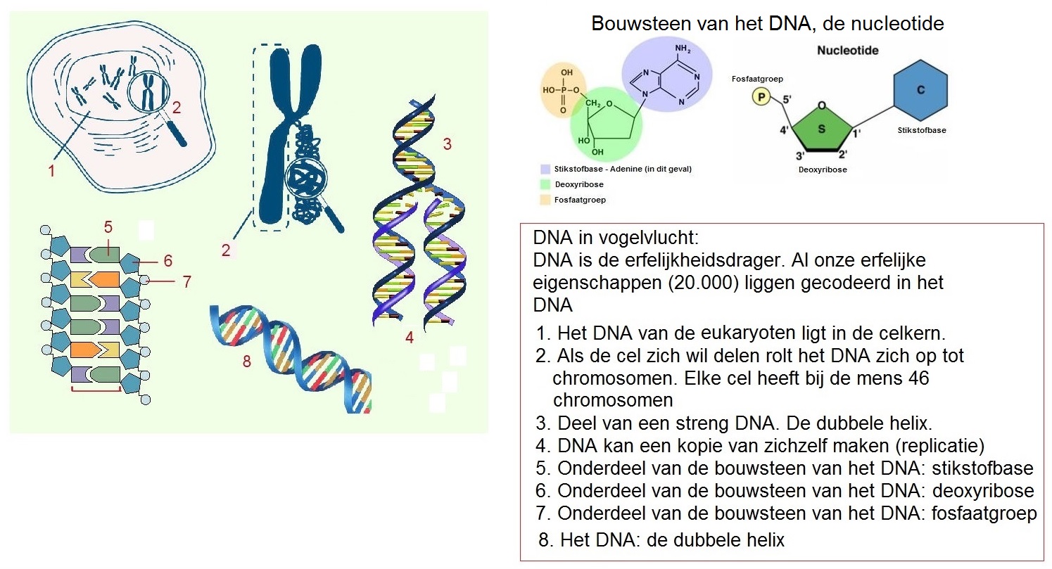 Bouwsteen van het DNA
