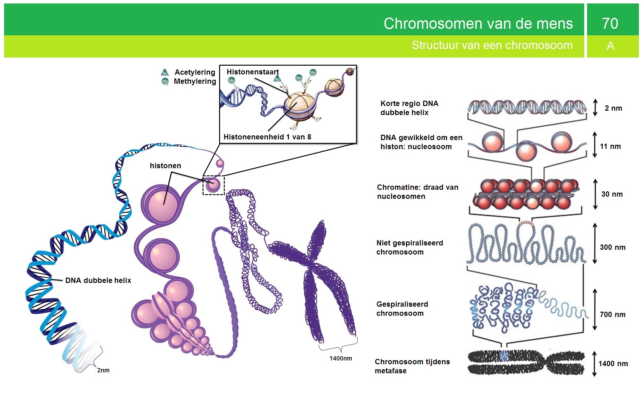 Het verschil tussen DNA en het chromosoom