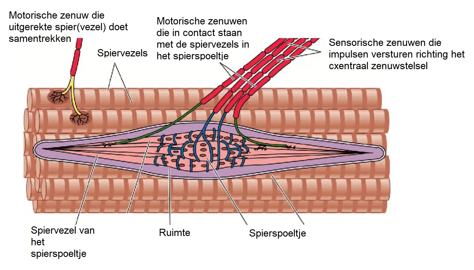 Сухожилия образованные из ткани. Строение мышечного веретена. Нейромышечное Веретено строение. Нервно мышечное Веретено физиология. Рецепторы растяжения мышечные веретена.