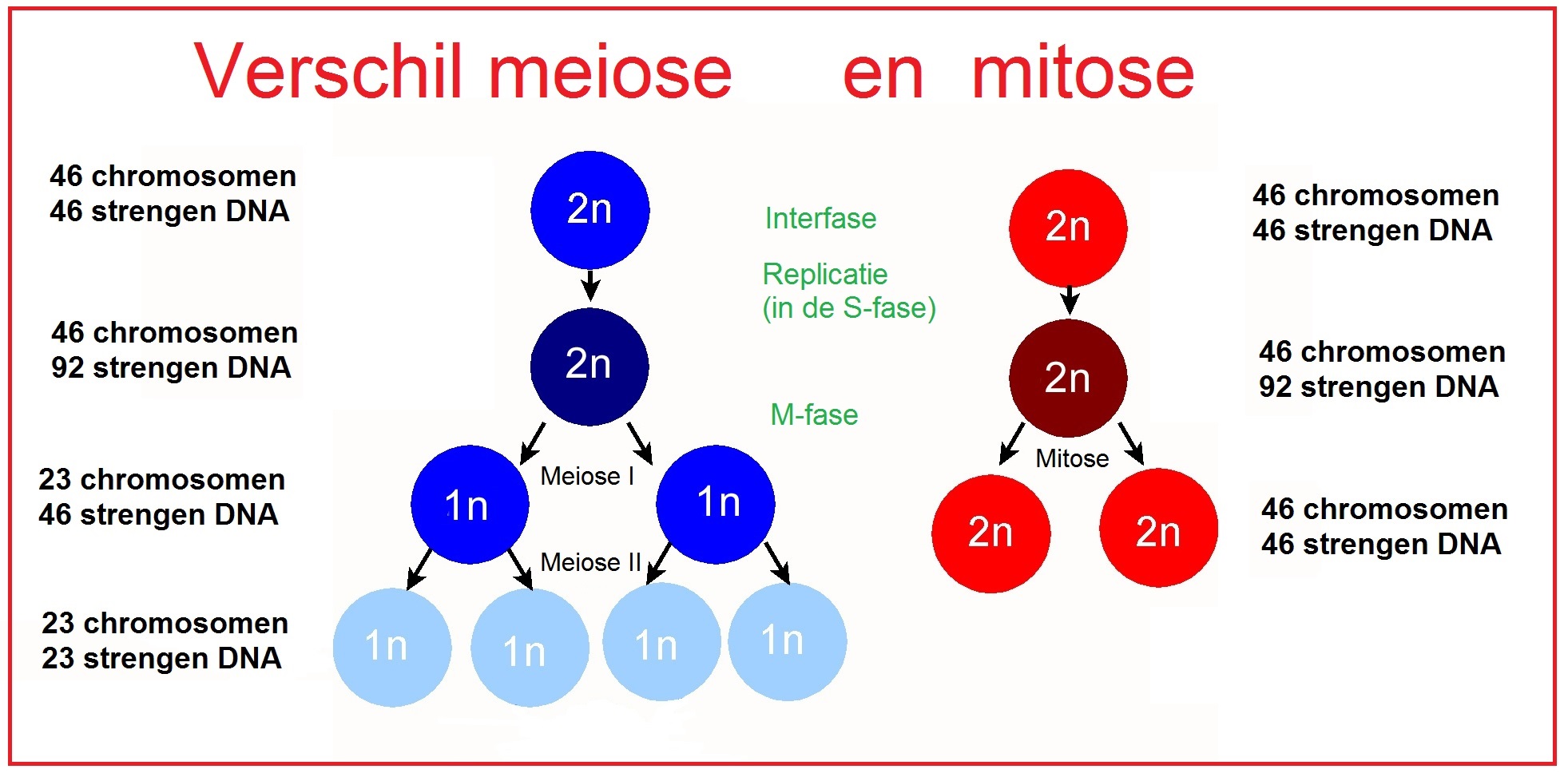 Verschillen in hoeveelheden DNA tussen mitose en de meiose. 