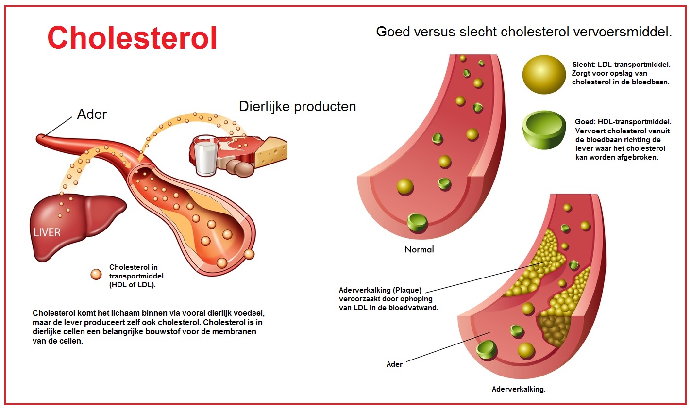 Subir colesterol